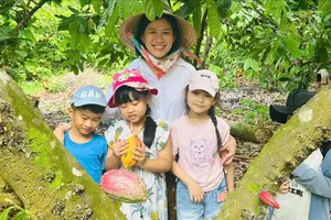 Cây ca cao hồi sinh trên vùng đất đỏ