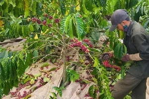 Sở Giao dịch hàng hóa trong Trung tâm Tài chính quốc tế: Cơ hội để nông sản Việt giành quyền định giá