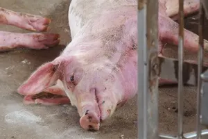 Virus lở mồm long móng SAT-1 rất nguy hiểm