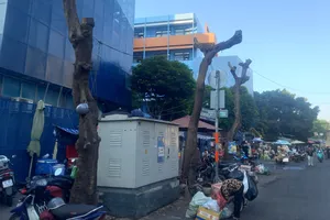 Hàng cây trụi cành trên đường