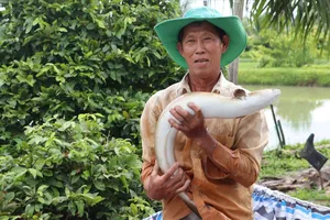 “Vua” cá chình và hành trình mở đường làm giàu