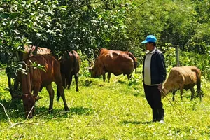 Nhờ ứng dụng công nghệ, đàn bò của anh Nguyễn Văn Trí được chăn thả tự nhiên trong khu vực gò đồi rộng lớn mà không lo thất lạc