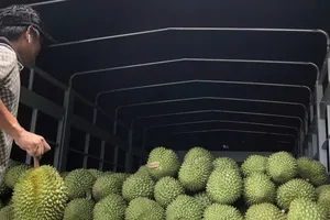 Thương lái thu mua sầu riêng Ri6 tại vườn ở Vĩnh Long với giá 18.000 đồng/kg. ẢNH: TÍN HUY