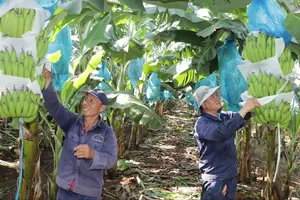 Trồng chuối xuất khẩu - hiệu quả kinh tế cao