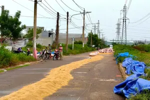 Không để hạt lúa thành nguyên nhân của bi kịch