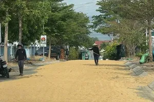 Tái diễn tình trạng phơi lúa trên đường