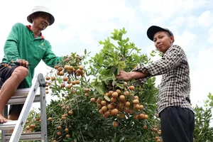 Xã Phước Hải: Để mùa nhãn xuồng quả ngon, “giá ngọt”