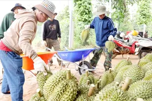 “Thông đường” xuất khẩu sầu riêng