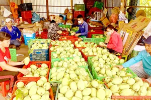 Kiểm tra, giám sát mã số vùng trồng - Nỗ lực kiểm soát chất lượng nông sản