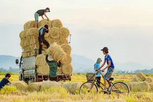 Tận thu nguồn rơm