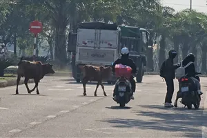 Bò thả rông giữa trục đường chính TP Huế