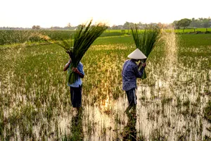Đan cỏ thành tiền