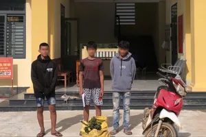 Giá cau tăng cao kéo theo nhiều vụ trộm cau