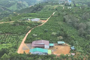 Nâng tầm hạt cà phê