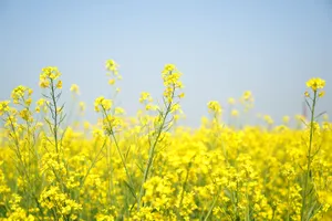 “Một nửa thế giới” trong thơ