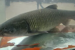 Quảng Bình: Hội thi tôn vinh cá trắm sông Son