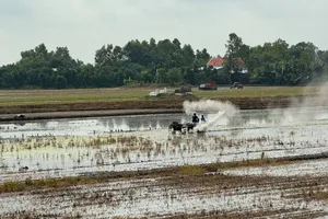 Tiền Giang, Long An: Kiểm soát sâu bệnh đầu vụ Hè Thu 2025
