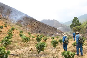 Nhiều diện tích rừng ở huyện Krông Bông bị người dân lấn chiếm, trồng cây nông nghiệp.