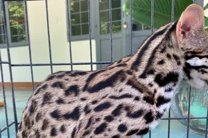 Kon Tum: Tiếp nhận cá thể mèo rừng và rùa núi viền do người dân tự nguyện giao nộp