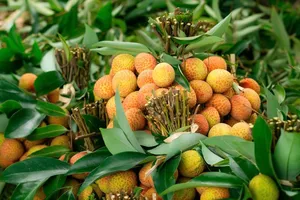 Bắc Giang: Vải thiều chín sớm bán giá 40.000 - 80.000 đồng/kg