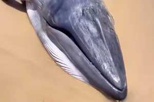 Cá voi dài gần 4m, nặng 1 tấn trôi dạt vào bờ biển Ninh Thuận