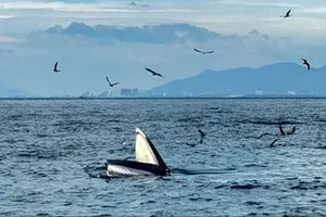 Cá voi tiếp tục xuất hiện tại vịnh Nha Trang