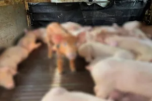 Bắt xe tải chở 97 con heo bị dịch tả heo châu Phi trên đường đi tiêu thụ