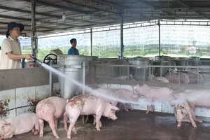 TPHCM: Phát hiện 2 ổ dịch tả heo châu Phi tại xã Hòa Hội và Nghĩa Thành