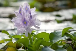 Nỗi nhớ lục bình