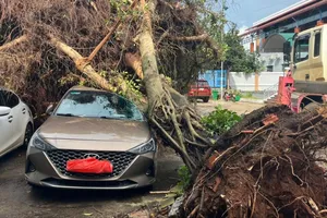 Lâm Đồng: Dông lốc làm gãy đổ nhiều cây xanh, hư hỏng nhiều công trình 