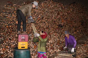 Bền bỉ nghề hầm than xứ Cà Mau