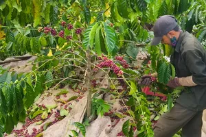 Xuất khẩu rau quả năm 2025 ước đạt hơn 8 tỷ USD