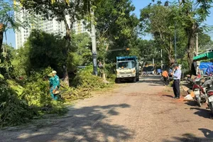 Vụ cây xanh bật gốc làm 2 người bị thương ở phường Đông Hòa, TPHCM: Dọn dẹp hiện trường, cảnh báo người dân khi lưu thông 