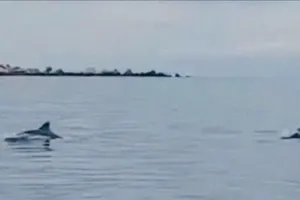 Hơn 20 con cá heo bơi lội tung tăng trên vùng biển Hòn Cau