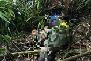 Lâm Đồng: Đi hái măng, người đàn ông nghi bị voi quật chết