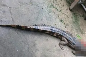 Tây Ninh: Cá sấu xổng chuồng cắn 1 người bị thương