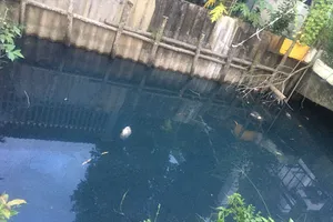 Nước trên kênh Mười Thế, xã Mỹ Yên, tỉnh Tây Ninh đen đặc, bốc mùi hôi thối ảnh hưởng đến đời sống người dân