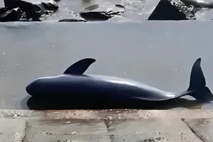 Xác cá voi trôi dạt vào bờ biển Quảng Trị