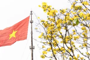 Hoàng mai vội nở, lỗi hẹn Tết Bính Ngọ