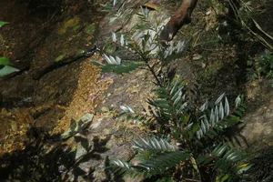 Nymphanthus vietnamensis phân bố chủ yếu ở Quảng Trị và TP Huế