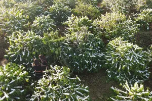 Mê mẩn mùa hoa cà phê Tây Nguyên