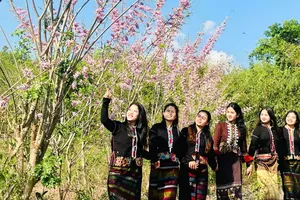 "Mê hoặc" với loài hoa điệp anh đào giữa đại ngàn Trường Sơn