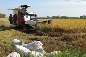 Nông dân vùi rơm rạ sau thu hoạch phục hồi môi trường đất