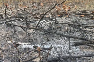 Gia Lai: Khởi tố vụ phá 9ha rừng