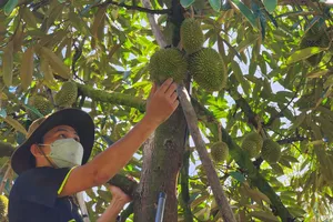 Khẩn trương khắc phục hiện tượng sầu riêng non rụng tại Đồng Tháp