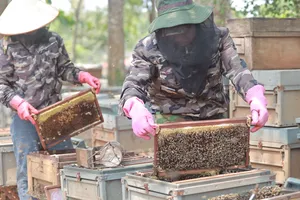 Mùa mật ngọt trên Tây Nguyên