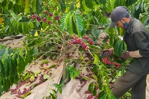 Giá cà phê trong nước tăng