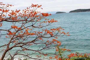 Hoa ngô đồng đỏ trên đảo Cù Lao Chàm vào mùa nở rộ