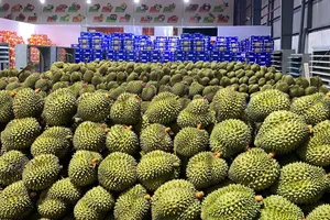 Ấn Độ mở cửa thị trường cho sầu riêng tươi Việt Nam