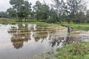Hoa màu ngập úng vì… dự án lấp mương?